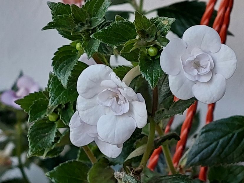  - Double Picotte Rose