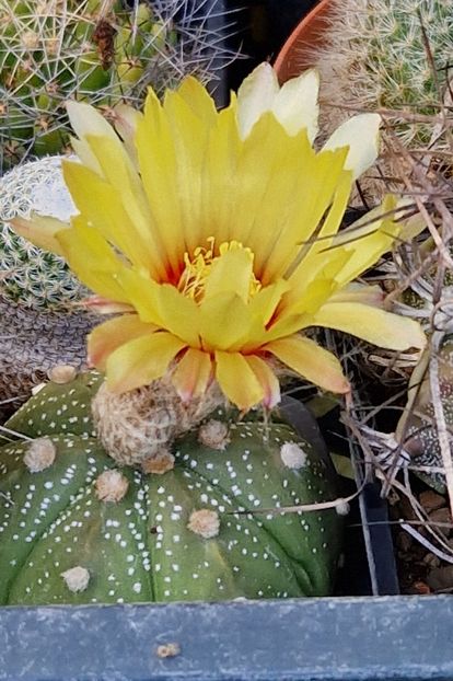 Flori de toamna: Astrophytum asterias - Astrophytum