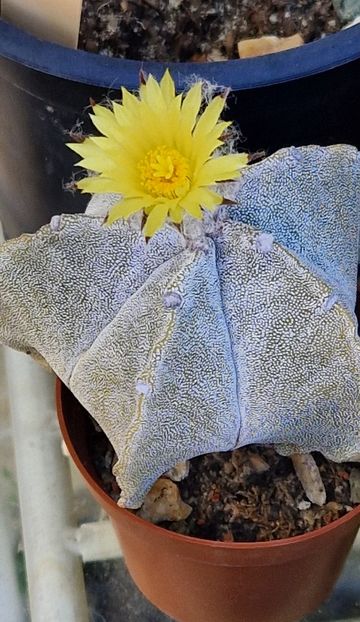 Flori de toamna: Astrophytum myriostigma - Astrophytum