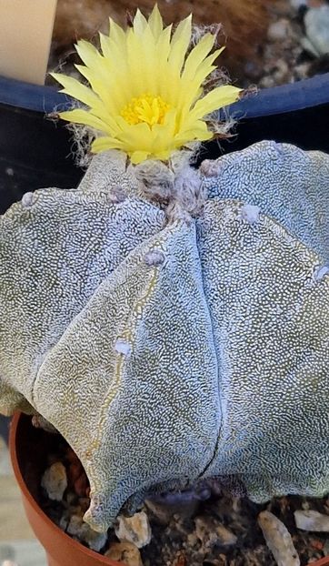  - Astrophytum