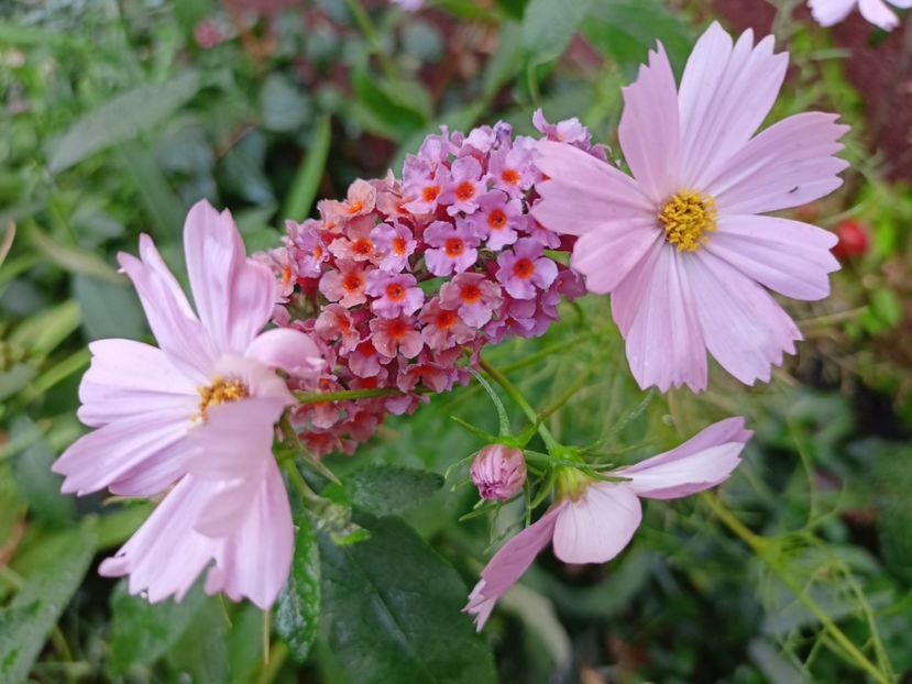  - Grădina 2023 continuare 5