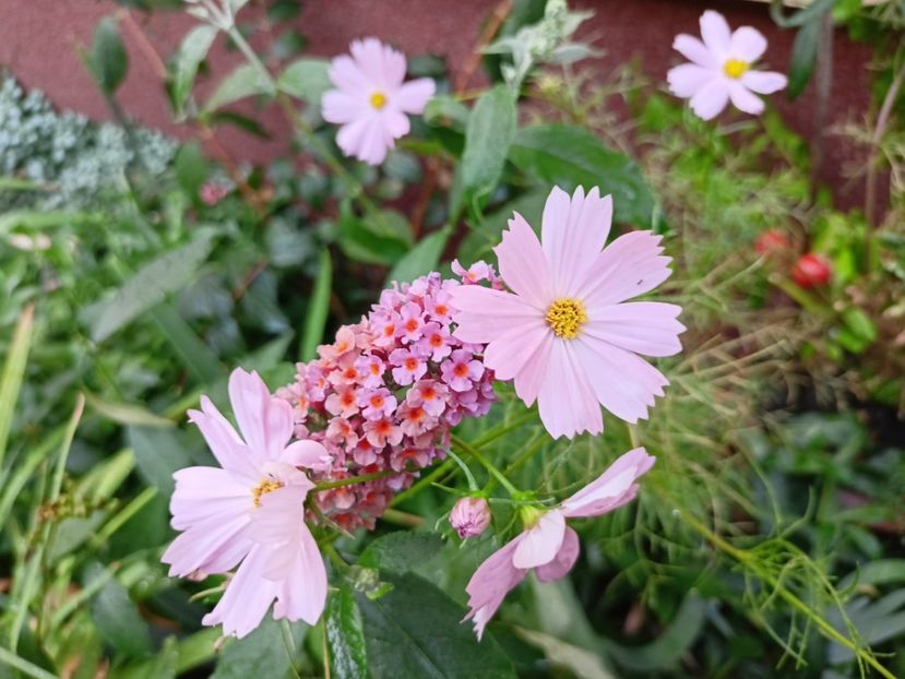  - Grădina 2023 continuare 5