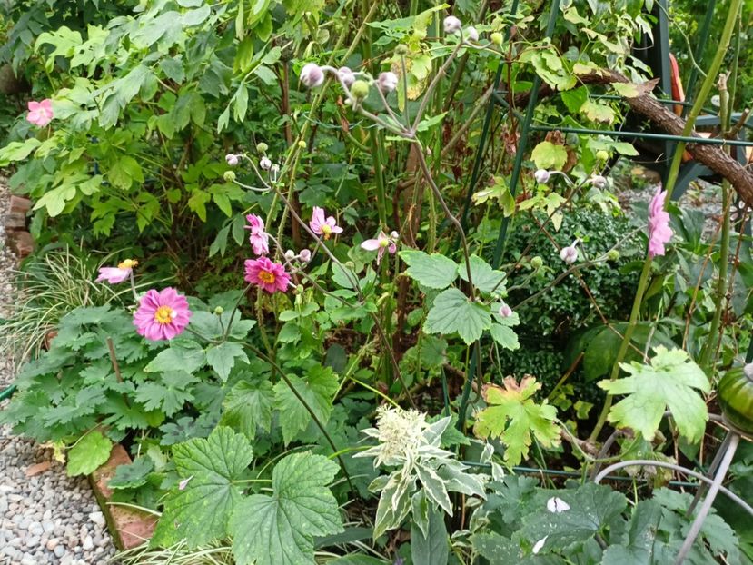  - Grădina 2023 continuare 5