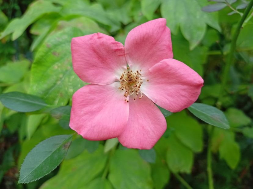  - Grădina 2023 continuare 5