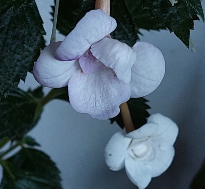  - LAVENDER BLISS