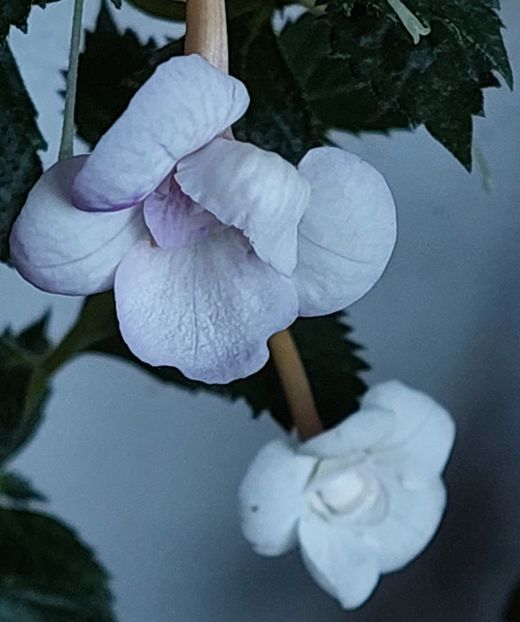  - LAVENDER BLISS
