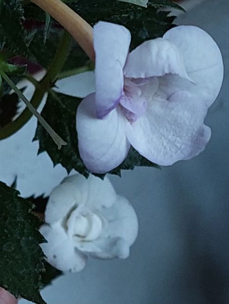  - LAVENDER BLISS
