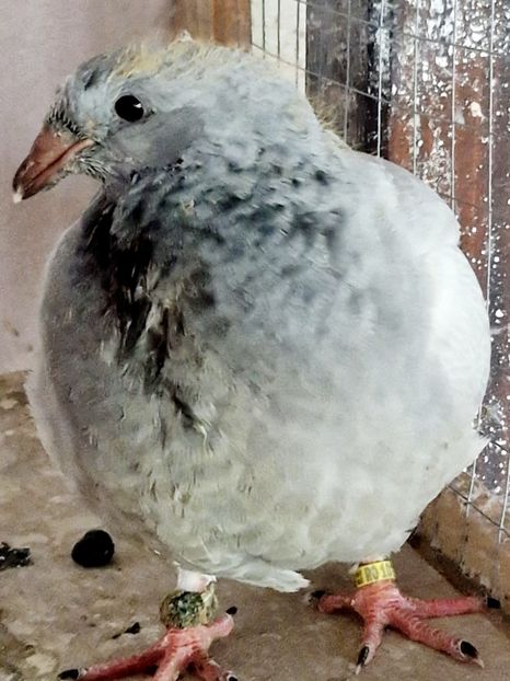  - PUI 2023