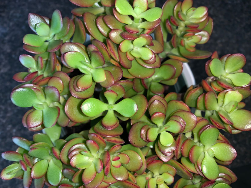  - Plante de interior 2023