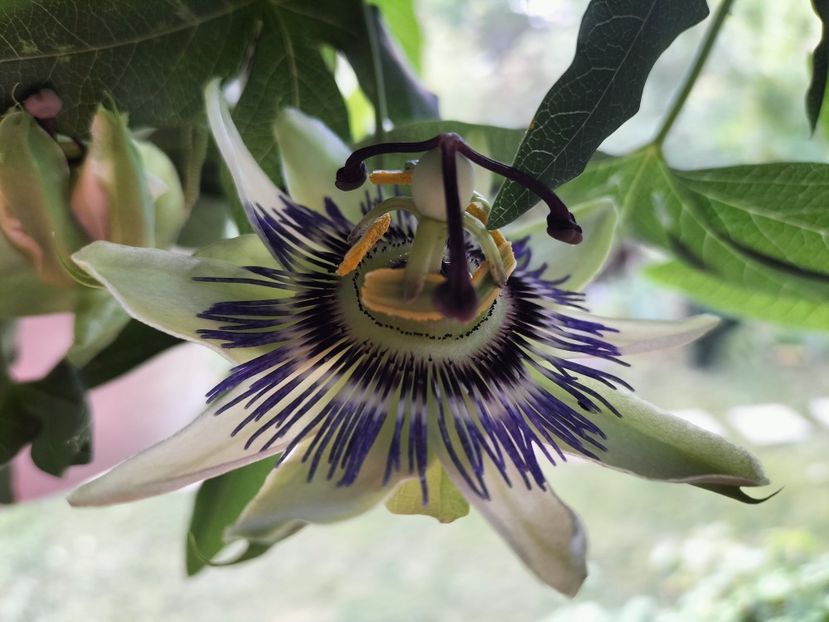 passiflora - Toamna 2023