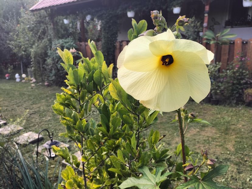 manihot - Toamna 2023