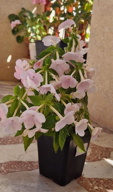 Ghiveciul nr 2 de afara, msjoritatea florilor sunt simple spre deosebire de nr1 - Double Pink Rose p