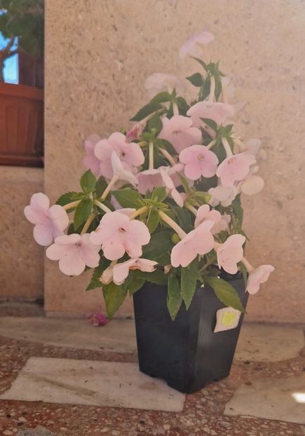  - Double Pink Rose p