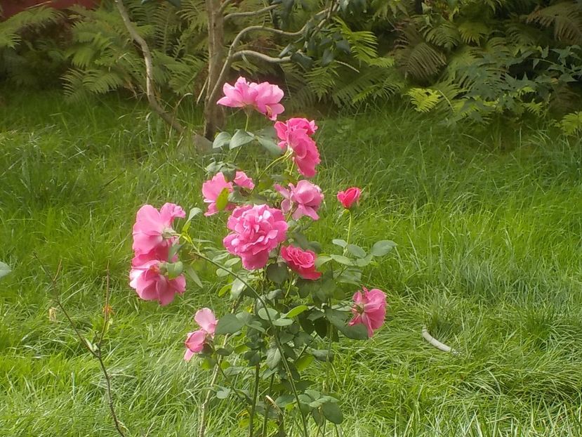  - Trandafiri in gradina mea
