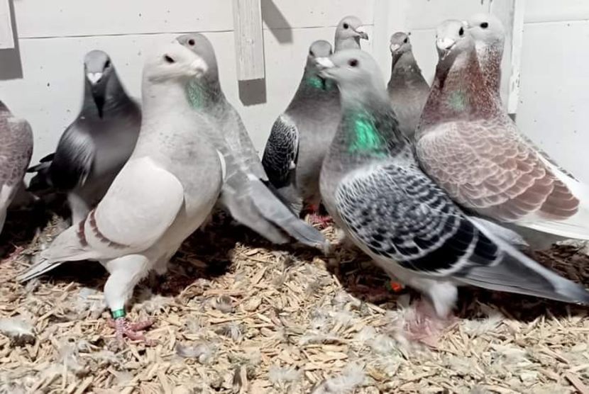  - Nu îmi aparțin 6