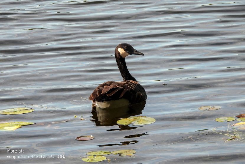 Canadian goose - Gasca canadiana 1 - C - BIRDS - Pasari