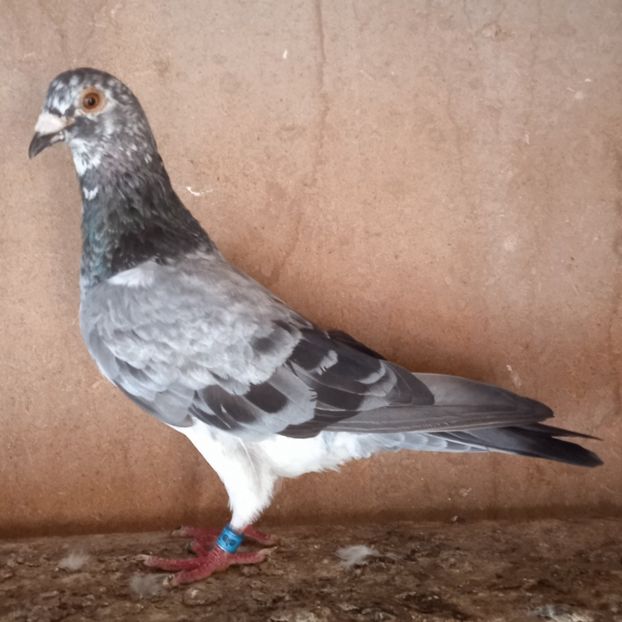 Mascul 21-995 ITA- Rezervat Safta - Porumbei vanduti