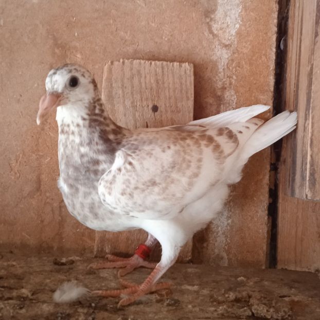 Pui 22-686 GB.... - Porumbei vanduti