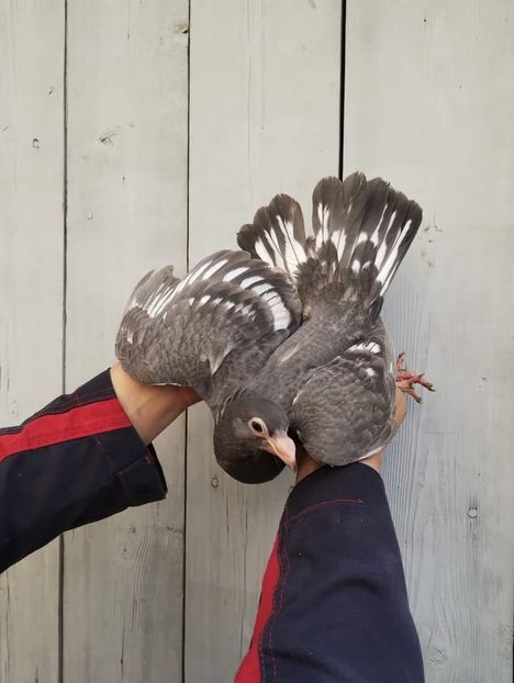  - Nu îmi aparțin 6