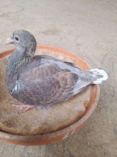  - Nu îmi aparțin 6