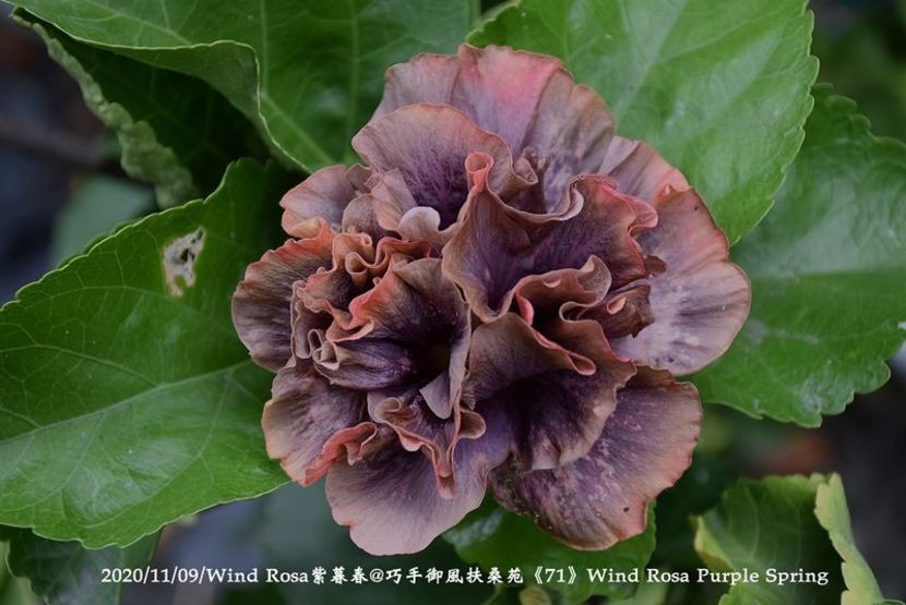 - Wind Rosa Purple Spring