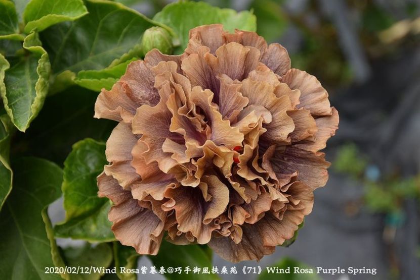  - Wind Rosa Purple Spring