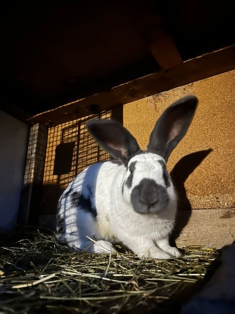 IMG-20230922-WA0016 - 11 Fluture german pestrit