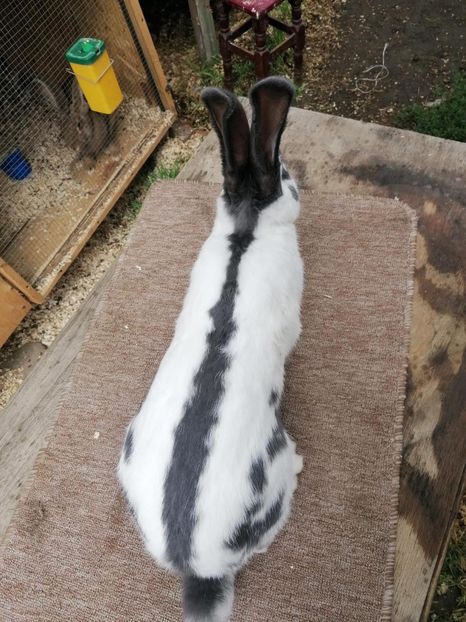 IMG-20230921-WA0001 - 11 Fluture german pestrit