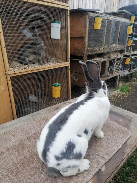 IMG-20230921-WA0005 - 11 Fluture german pestrit