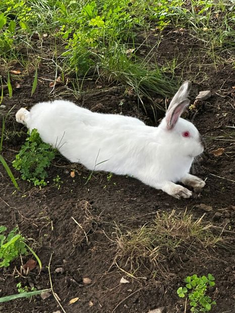 IMG-20230907-WA0023 - 11 Fluture german pestrit