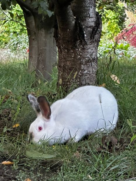 IMG-20230907-WA0018 - 11 Fluture german pestrit