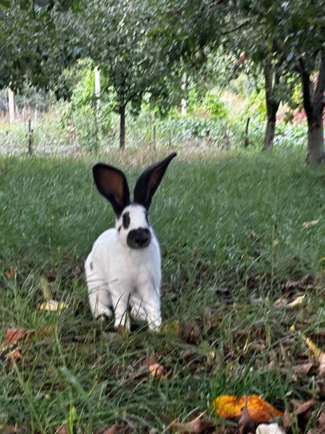 IMG-20230907-WA0013 - 11 Fluture german pestrit