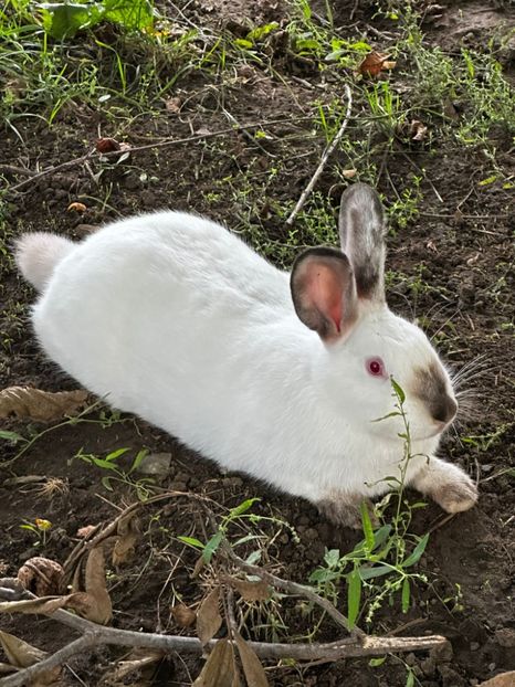 IMG-20230907-WA0007 - 11 Fluture german pestrit