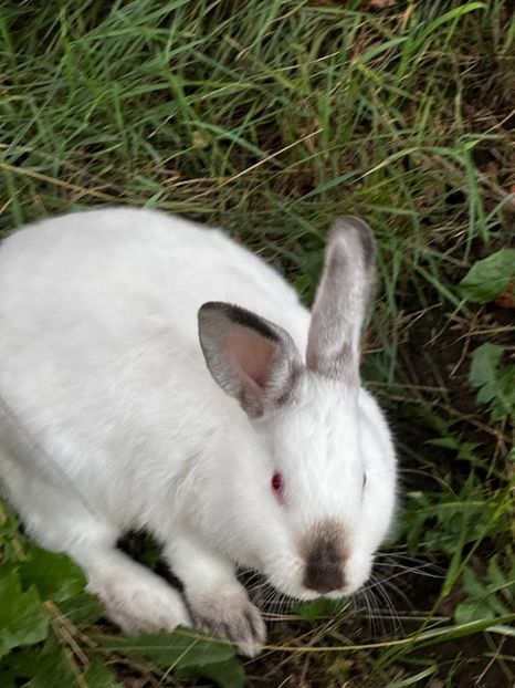 IMG-20230907-WA0006 - 11 Fluture german pestrit