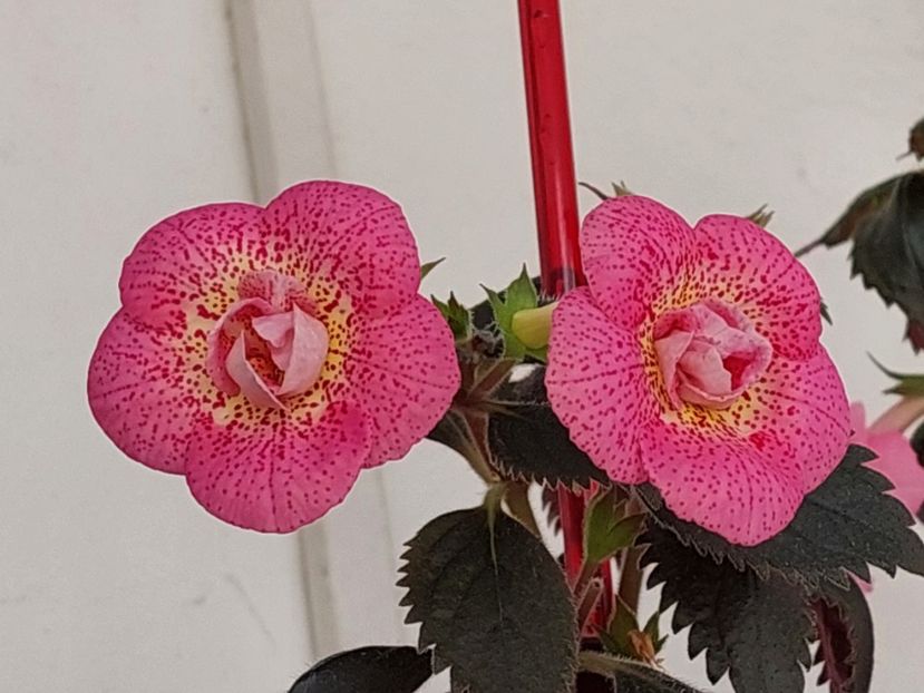  - RFs ROBERTO RAINBOW DREAM