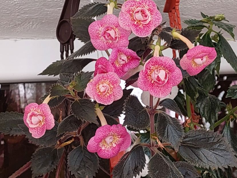  - RFs ROBERTO RAINBOW DREAM