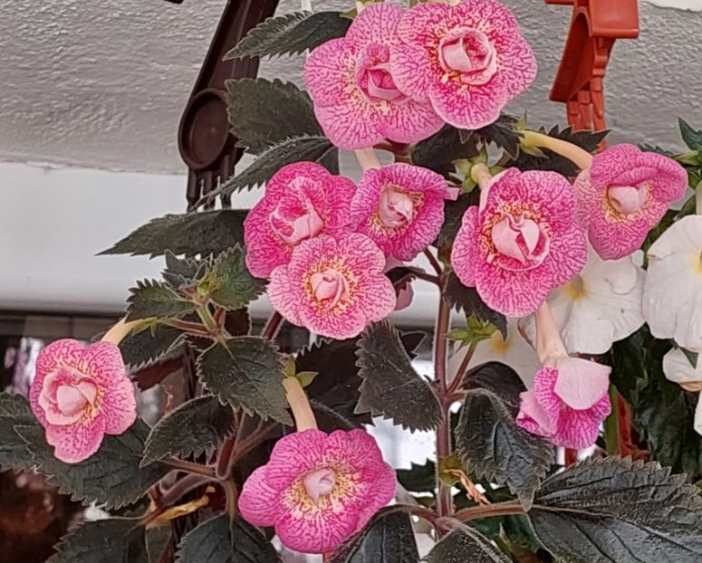  - RFs ROBERTO RAINBOW DREAM