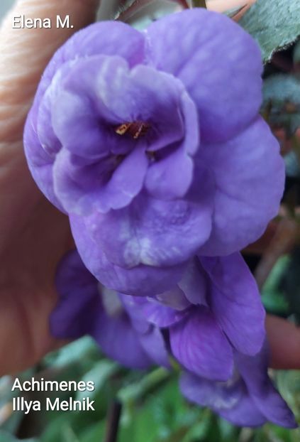  - 2023 - Achimenes