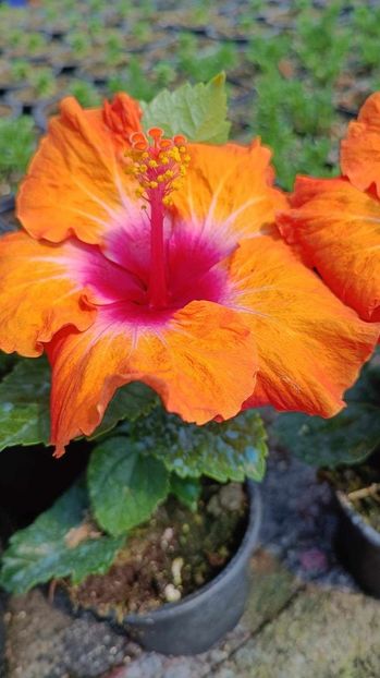 received_837841751140893 - Hibiscusi luna septembrie 2023