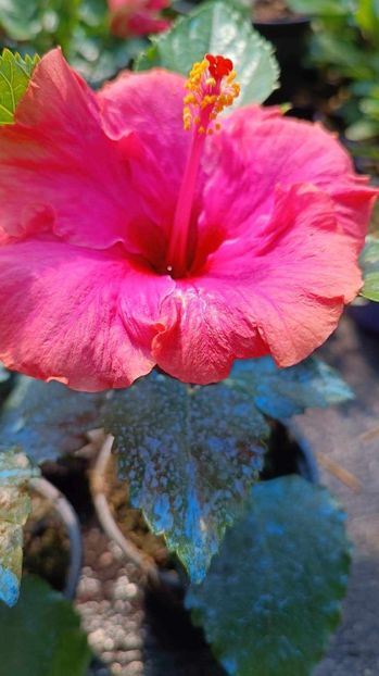 received_1346666262637552 - Hibiscusi luna septembrie 2023