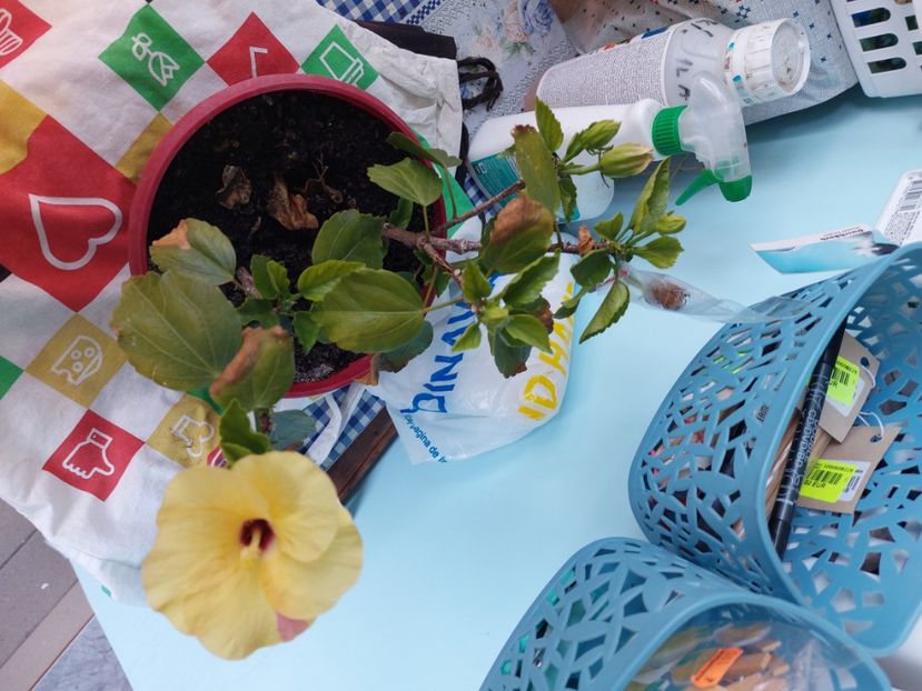  - Hibiscusi luna septembrie 2023