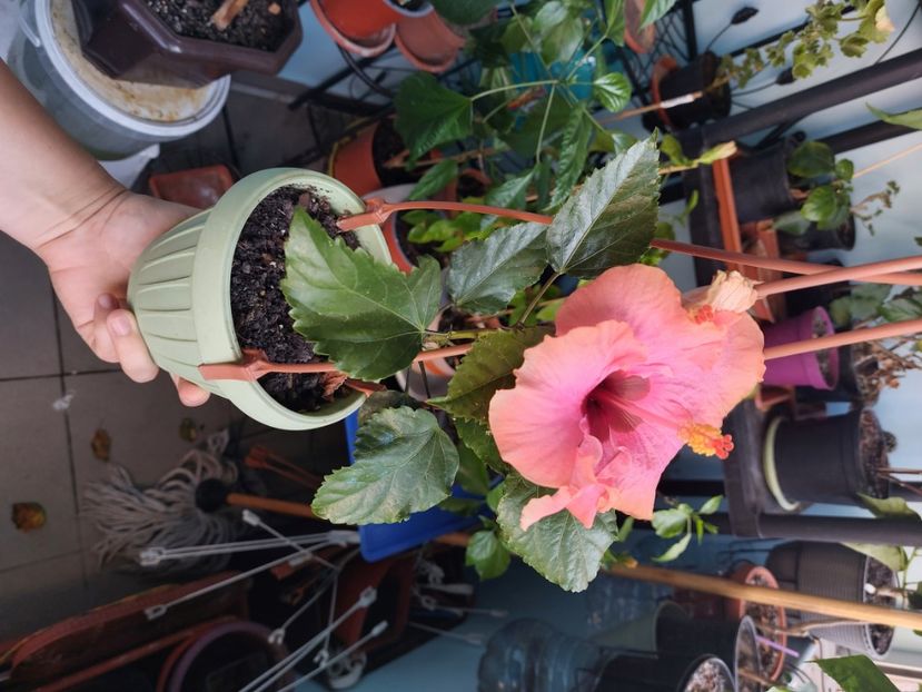  - Hibiscusi luna septembrie 2023