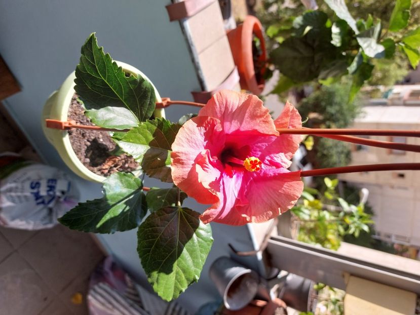  - Hibiscusi luna septembrie 2023