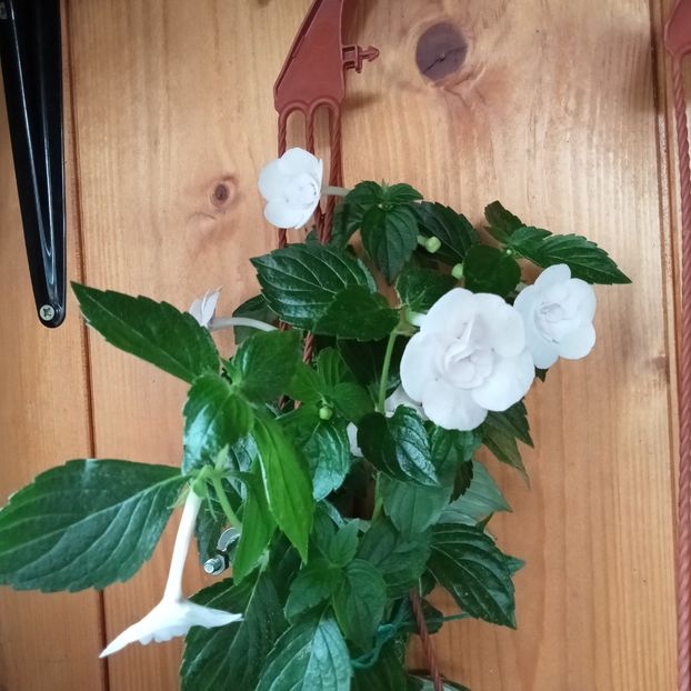  - Double Picotee Rose