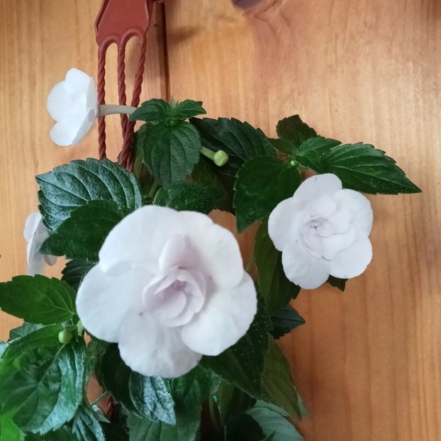  - Double Picotee Rose