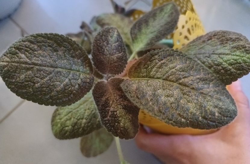 Nu reusesc sa ii surprind adevarata stralucire... - Metallica