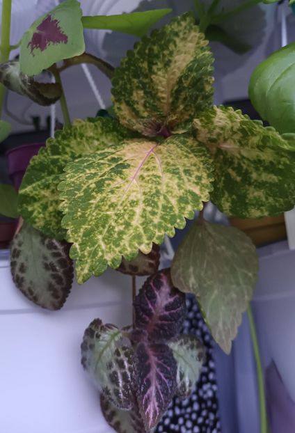 Printre rufe :)) - Coleus