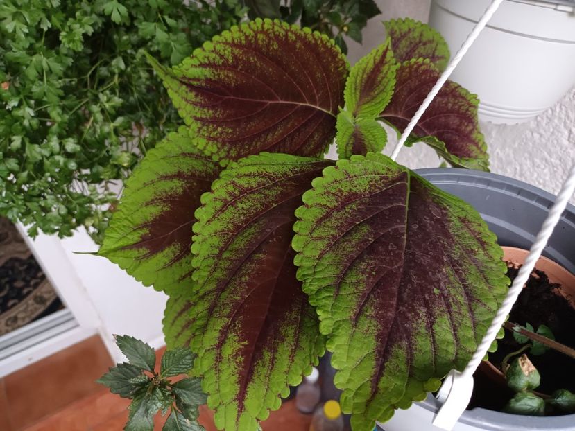 Din seminte - Coleus