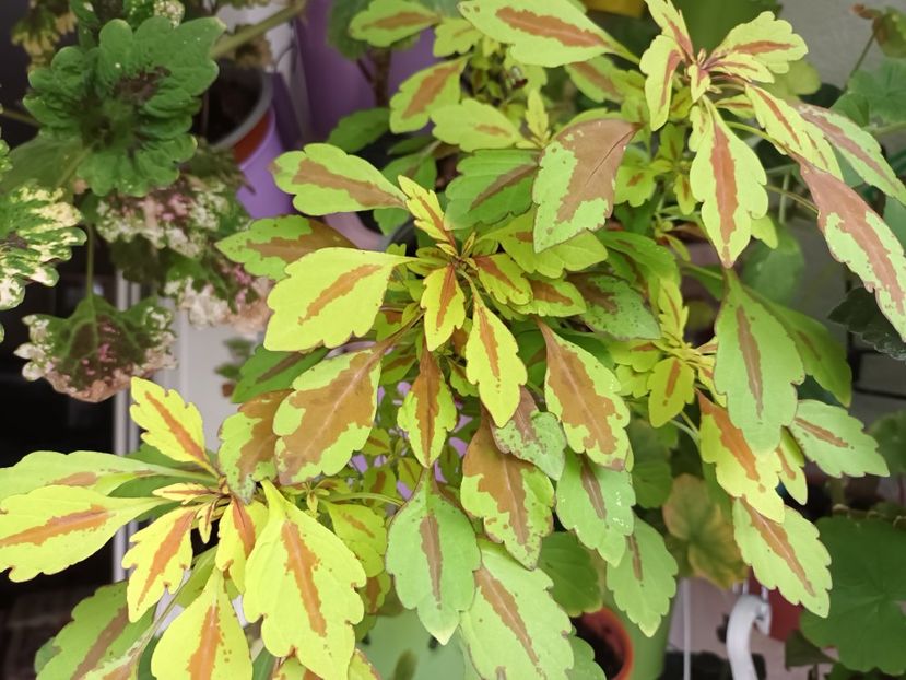  - Coleus