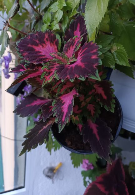 Ultimul sosit ;) - Coleus